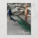 Search for peacock gifts Beautiful