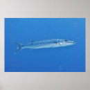 Search for barracuda posters Coral