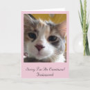 Search for hippie cat cards Kitten