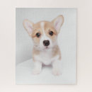 Search for corgi puzzles Pembroke welsh corgi