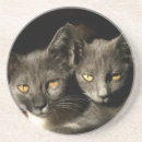 Search for nimal Cat