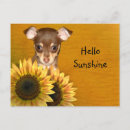 Search for chihuahua puppies postcards Puppy