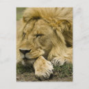 Search for asleep postcards Nature