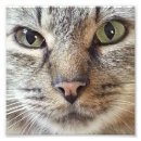 Search for longhair posters Kitty