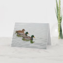 Search for duck cards Bird