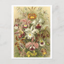 Search for vintage orchid postcards Flower
