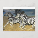 Search for black and white zebra postcards Africa