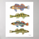 Search for freshwater art Fish
