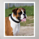 Search for flashy posters Boxer