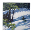 Search for sunlit Tree