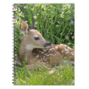 Search for odocoileus Wildlife