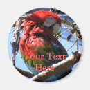 Search for red birds magnets Colourful