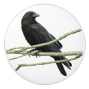 Search for crow knobs and pulls Corvid