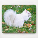 Search for albino mouse mats White