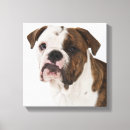 Search for side view canvas prints Animal