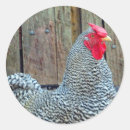 Search for chicken photo stickers Rooster