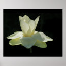 Search for white lotus flower posters Blossom