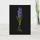 Search for spring bulb cards Hyacinth