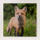 Search for red fox puzzles Adorable