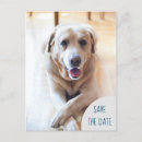Search for dog photo save the dates Fur baby