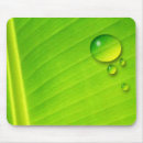 Search for droplet mouse mats Nature