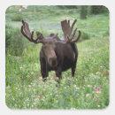 Search for moose in stickers Antler