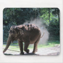 Search for pachyderm mouse mats Zoo