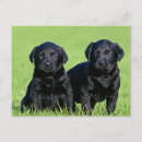 Search for black labrador retriever postcards Puppies