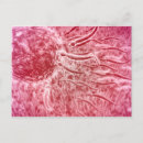 Search for nucleus postcards Biomedical illustrations