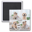 Search for template magnets dog