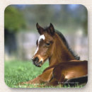 Search for thoroughbred horse coasters Animal