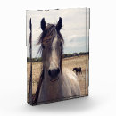 Search for arab photography Horse