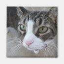 Search for molly magnets Cats