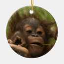 Search for endangered animals christmas tree decorations Baby