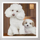 Search for poodle puppy posters Animals