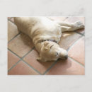 Search for dog sleeping postcards Lying down