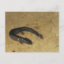 Search for salamander postcards Animals
