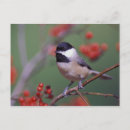 Search for chickadee postcards Branch