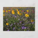 Search for coreopsis postcards County