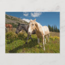 Search for hart postcards Horse