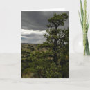 Search for juniper cards Nature