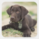 Search for labrador puppy crafts party dog