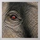 Search for elephant eyes posters Wildlife