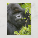 Search for mountain gorillas postcards Species
