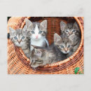 Search for cat breeds postcards Cats