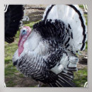 Search for wild turkeys posters Thanksgiving