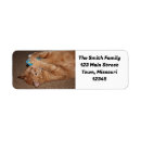 Search for rescue cats return address labels Pet