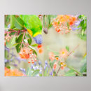 Search for lorikeets posters Australian