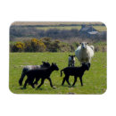 Search for moors magnets England