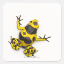 Search for dart frog stickers Nature